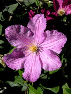 Clematis 'Comtesse De Bouchard'