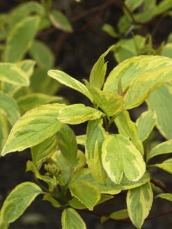 Cornus Alba 'Spaethii', Gelbbunter Hartriegel