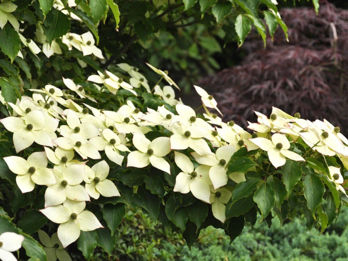 Cornus Kousa 'Milky Way', Japanischer Blumenhartriegel - Image 2