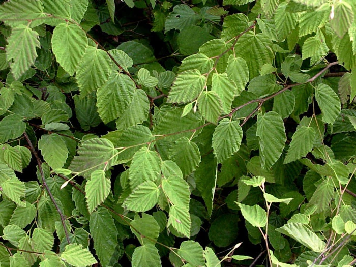 Corylopsis Pauciflora, Niedrige Scheinhasel - Image 3