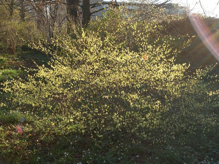 Corylopsis Pauciflora, Niedrige Scheinhasel - Image 2