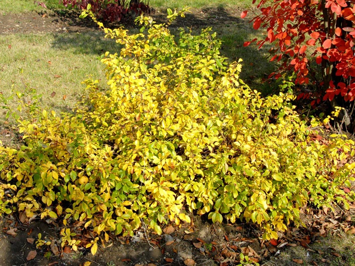 Chaenomeles Superba 'Crimson And Gold', Zierquitte - Image 2