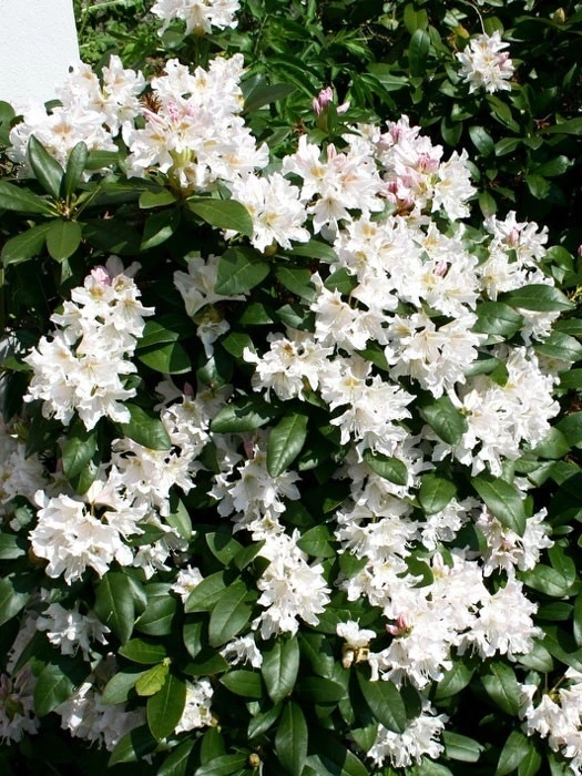 Rhododendron 'Cunningham's White' INKARHO® - Image 2