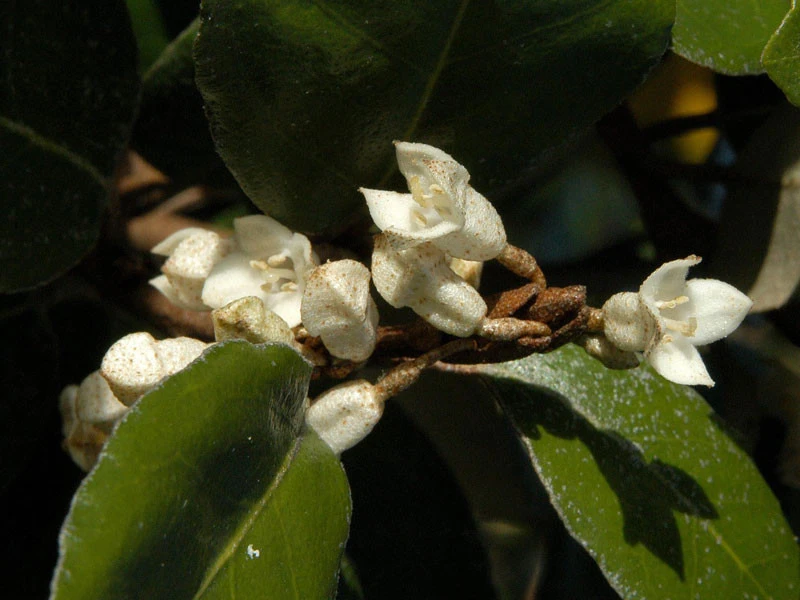 Elaeagnus Ebbingei, Wintergrüne Ölweide - Image 3