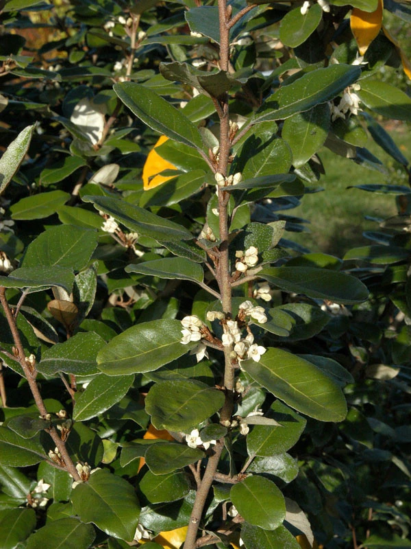 Elaeagnus Ebbingei, Wintergrüne Ölweide - Image 5