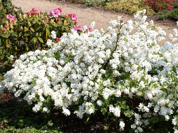 Exochorda Macrantha 'The Bride', Prunkspiere - Image 2