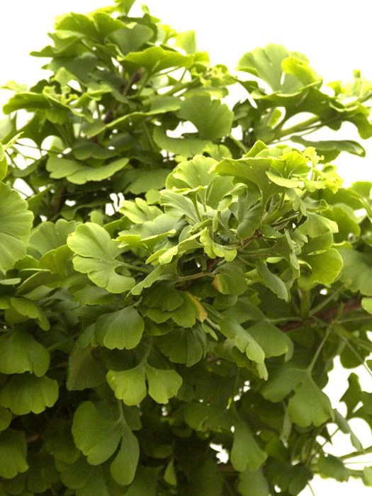 Ginkgo Biloba Mariken, Kugel-Ginkgo - Hochstamm - Image 3