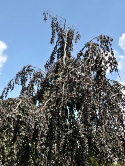 Fagus Sylvatica 'Purpurea Pendula', Schwarzrote Hängeblutbuche - Hochstamm