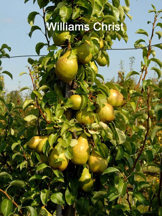 Familien-Birnbaum - Williams+Conference+Gute Luise+Nojabrskaja - Image 2