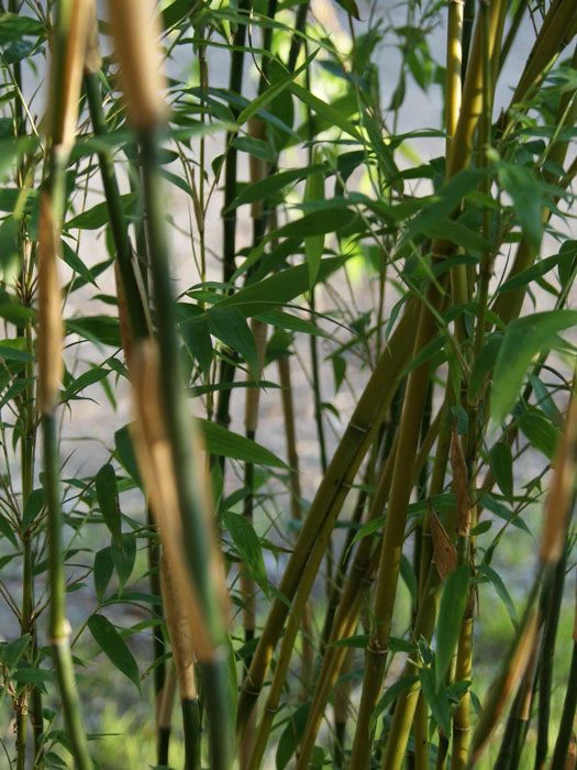 Fargesia Denudata 'Lancaster', Überhängender Bambus, Wasserfall-Bambus