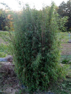 Fargesia Jiuzhaigou, Jade Bambus, Rothalmiger Schirm-Bambus