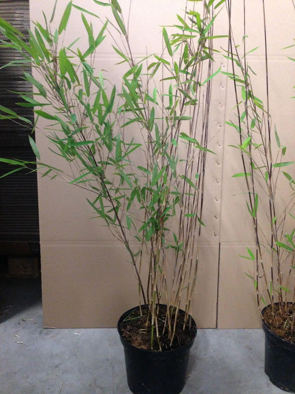 Fargesia Nitida 'Black Pearl' - Glänzender Schirm-Bambus - Image 3