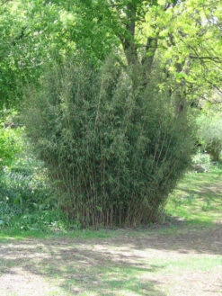 Fargesia Nitida - Neue Saat - Glänzender Schirm-Bambus