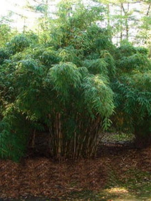 Fargesia Robusta 'Campbell', GroĂer Heckenbambus