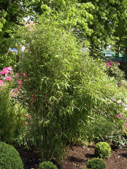 Fargesia Scabrida, Purpur-Bambus, Garten-Bambus