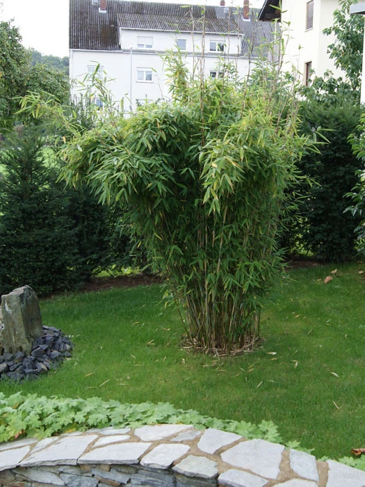 Fargesia Murielae 'Standing Stone' (R), Großblättriger Schirm-Bambus - Image 2