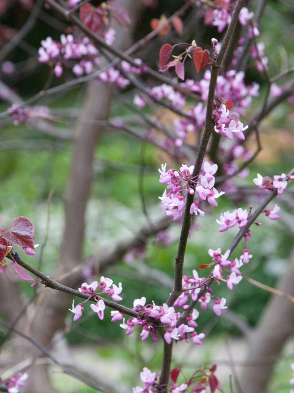 Cercis Canadensis 'Forest Pansy', Judasbaum - Image 5