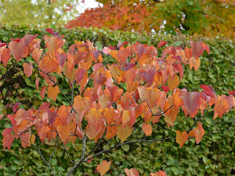 Cercis Canadensis 'Forest Pansy', Judasbaum - Image 3