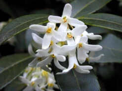 Osmanthus Burkwoodii, Frühlings-Duftblüte