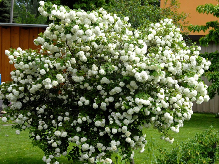 Viburnum Opulus 'Roseum', Echter Schneeball - Image 3