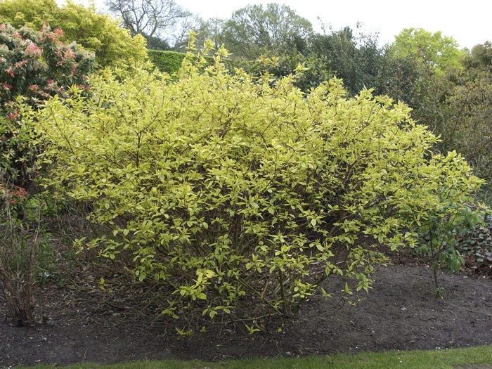 Cornus Alba 'Spaethii', Gelbbunter Hartriegel - Image 2