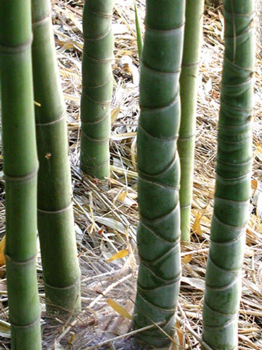 Phyllostachys Aurea, Gelber Bambus - Image 6