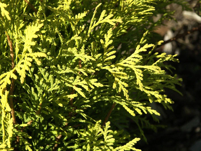 Thuja Occidentalis 'Sunkist', Gelber Lebensbaum 'Sunkist' - Image 2