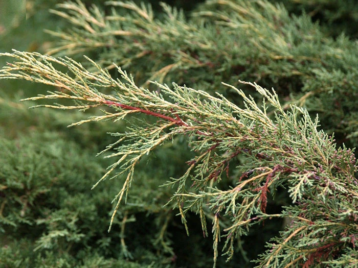 Juniperus Media 'Pfitzeriana Aurea', Gelber Pfitzer-Wacholder - Image 2