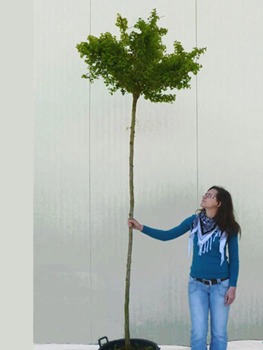 Ginkgo Biloba Mariken, Kugel-Ginkgo - Hochstamm - Image 4