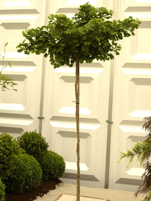 Ginkgo Biloba Mariken, Kugel-Ginkgo - Hochstamm