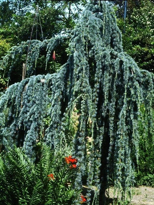 Cedrus Atlantica 'Glauca Pendula', Hängende Blauzeder - Image 3