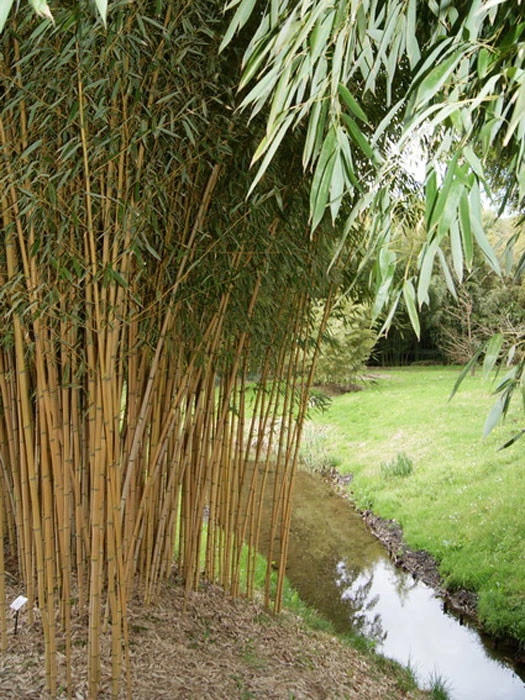 Phyllostachys Aureosulcata Aureocaulis, Goldener Peking Bambus - Image 2