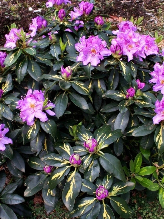 Rhododendron 'Goldflimmer' - Image 2