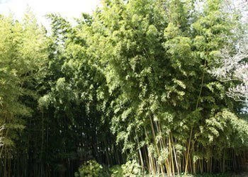 Phyllostachys Nigra 'Henonis', Goldhaar-Bambus - Image 3