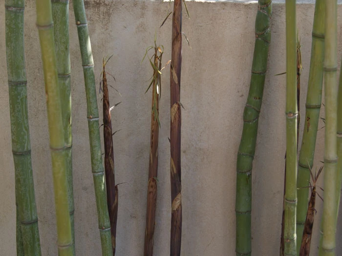 Phyllostachys Aurea, Gelber Bambus - Image 4