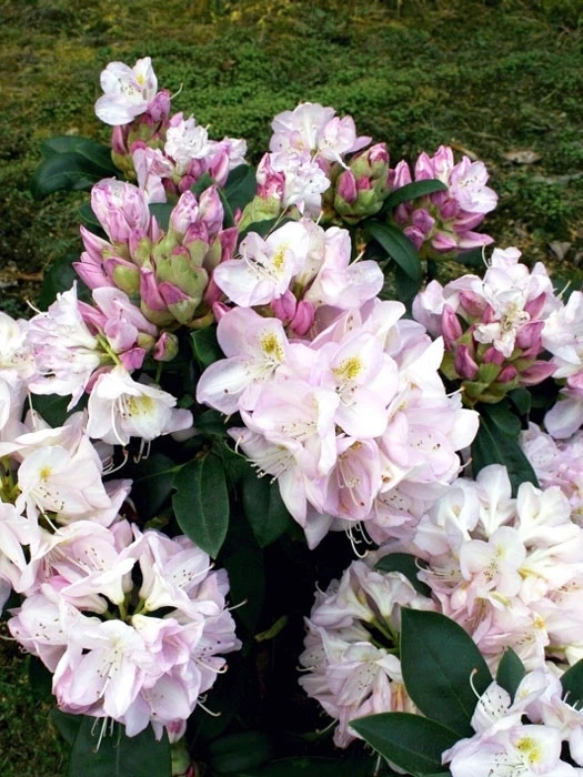 Rhododendron 'Gomer Waterer' INKARHO® - Image 2
