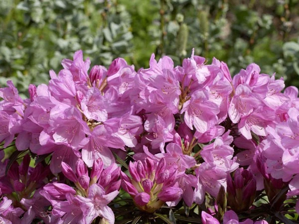 Rhododendron Ponticum 'Graziella' - Image 3