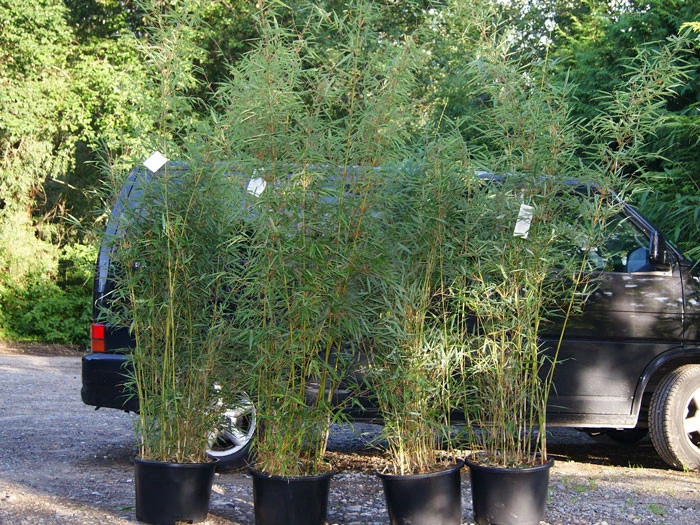 Fargesia Robusta 'Campbell', GroĂer Heckenbambus - Image 2