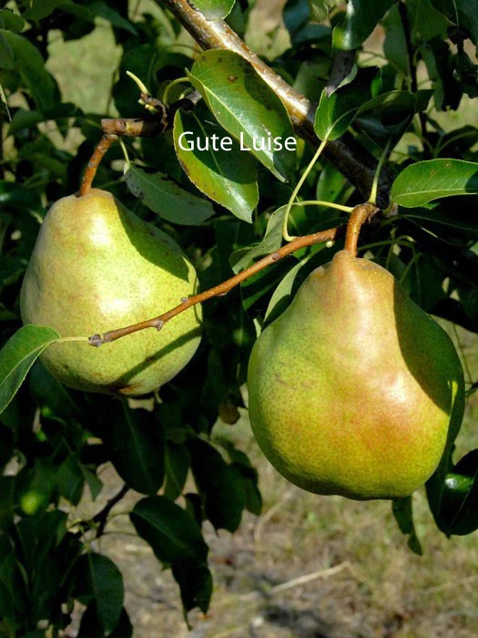 Familien-Birnbaum - Williams+Conference+Gute Luise+Nojabrskaja - Image 4