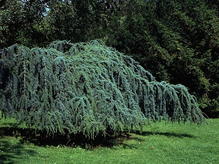 Cedrus Atlantica 'Glauca Pendula', Hängende Blauzeder - Image 4