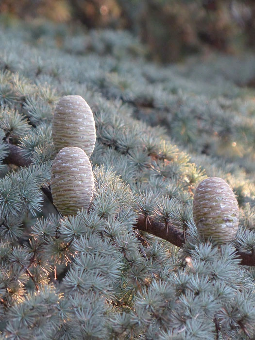 Cedrus Atlantica 'Glauca Pendula', Hängende Blauzeder - Image 2