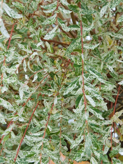 Salix Integra Hakuro Nishiki, Japanische Weide - Image 2