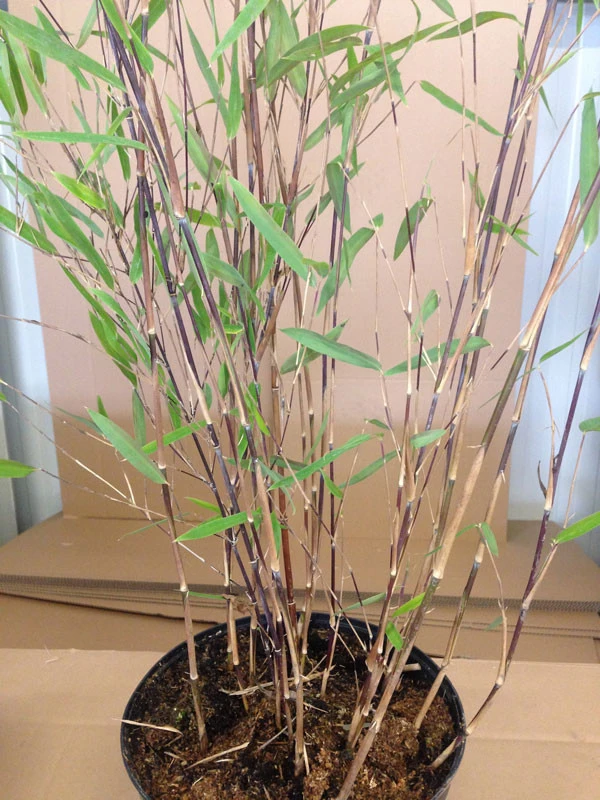 Fargesia Nitida 'Black Pearl' - Glänzender Schirm-Bambus - Image 2