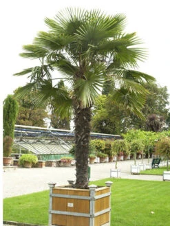 Trachycarpus Fortunei, FĂ€cherpalme, Hanfpalme