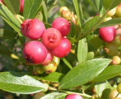 Vaccinium Corymbosum 'Pink Lemonade', Pinkfarbene Heidelbeere