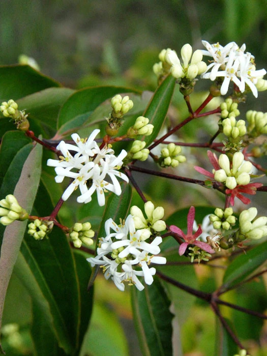 Heptacodium Miconioides, Strauch Der Sieben Söhne Des Himmels