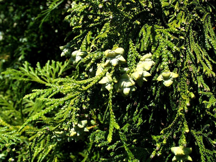 Thujopsis Dolabrata, Hibalebensbaum - Image 2