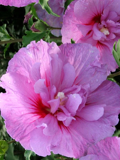Hibiscus Syriacus 'Lavender Chiffon'®, Roseneibisch