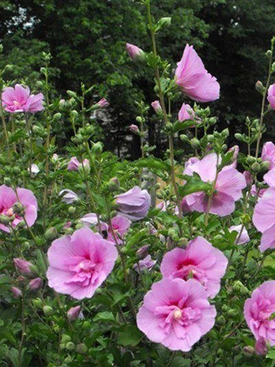 Hibiscus Syriacus 'Lavender Chiffon'®, Roseneibisch - Image 2