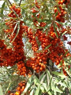 Hippophae Rhamnoides 'Sirola'(S), Sanddorn
